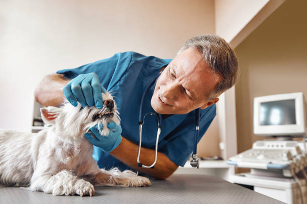 Best 24-Hour Emergency Dentist in Temple City, CA